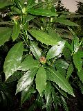 Japonese Sawtoothed Aucuba